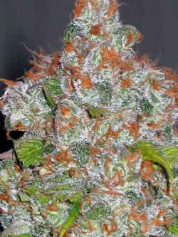 Doggie Bubblegum female