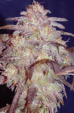 G13 feminized