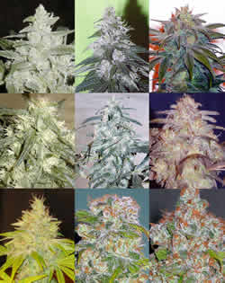 Doggies 50 Mixed all female seeds