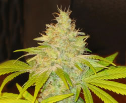 Tree of Life feminized