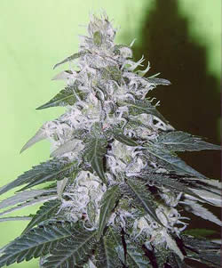 White Rhino feminized