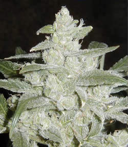 White Widow No.1 feminized