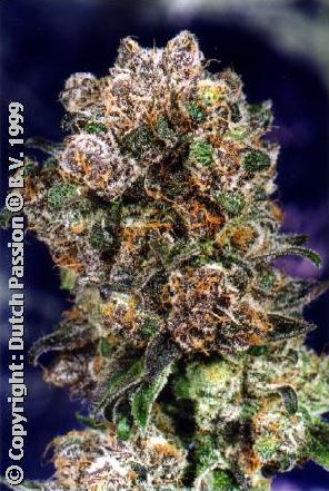 Blueberry All Female