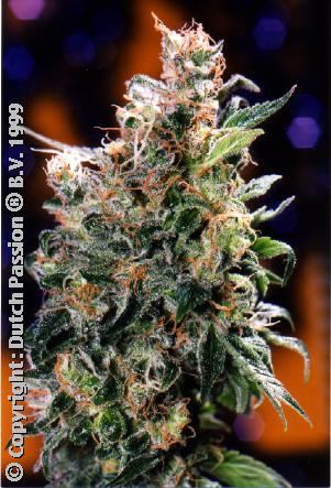 Orange californienne toutes femelles