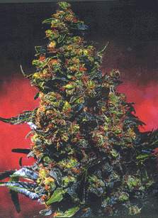 masterkush All female