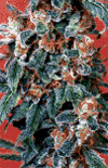 Orange Bud All Female