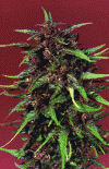 Purple Star All Female