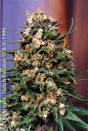 Skunk 11 All Female