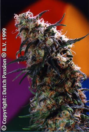 Super Haze all female