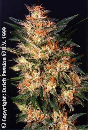 White Widow All Female