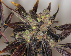 Da Purps marijuana seeds