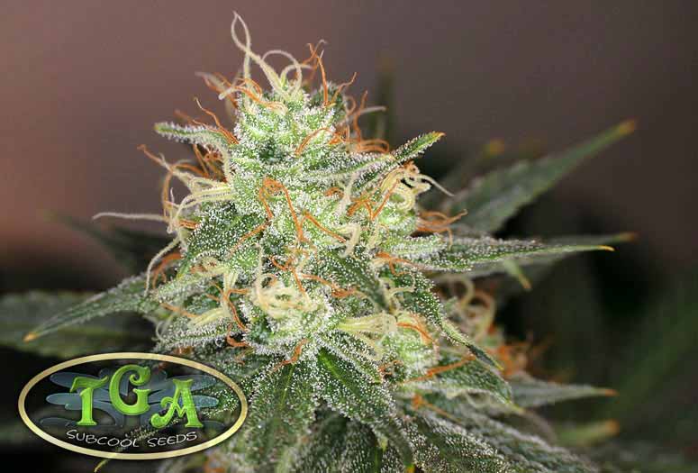 Dairy Queen marijuana seeds