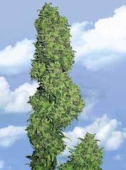 Dame Blanche marijuana seeds
