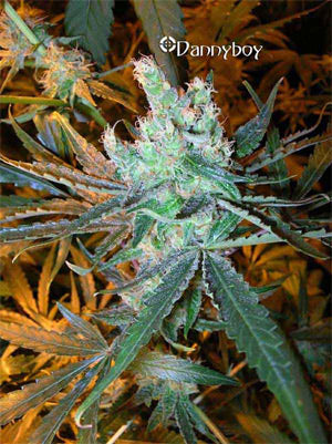 Dannyboy marijuana seeds