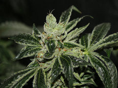 Darkstar marijuana seeds