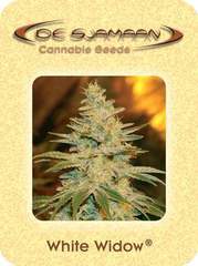 White Widow marijuana seeds