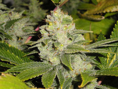 Deadhead OG single seeds