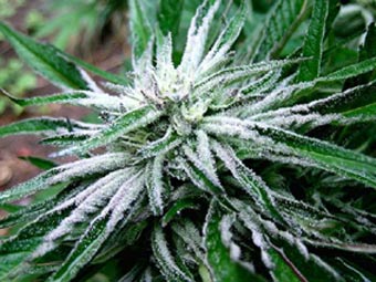 Deep Chunk marijuana seeds