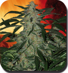 Deimos marijuana single seed