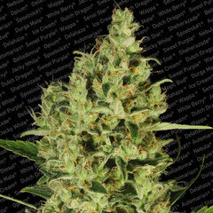 Delahaze marijuana single seeds