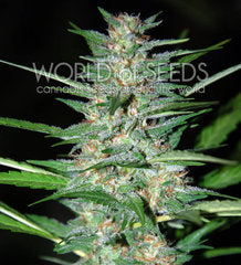 Delirium feminized marijuana single seeds