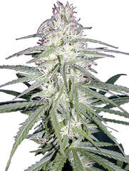 Destroyer marijuana single seed