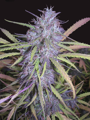 Destroyer marijuana seeds