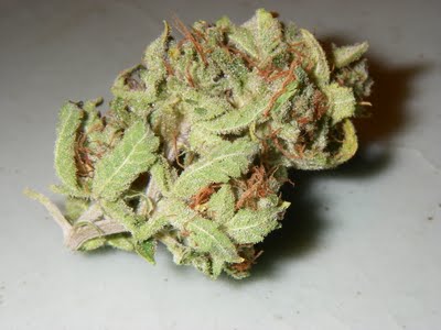 Dog Skunk seeds