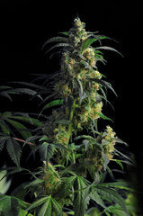 Domina Haze single seeds
