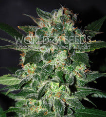 Domina Star single seeds