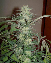 Donk single seeds
