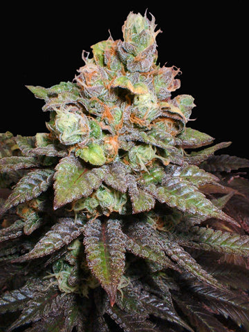 Double Afghan Slam seeds