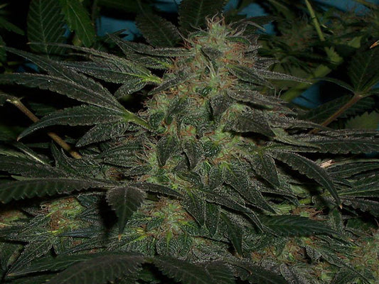 Double Gum marijuana seeds
