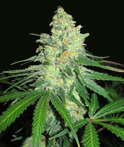 Double Strawberry Diesel seeds