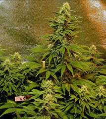 Double Dutch single marijuana seeds
