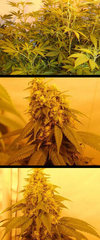Double Kush single seeds