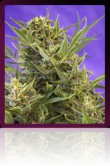 Double White single seeds
