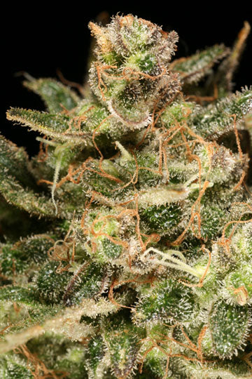 Atomic Haze Marijuana seeds