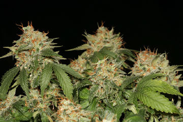 Atomic Northern Lights Seeds