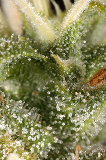 Thai Lights marijuana seeds