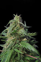 Dr Jekill single seeds