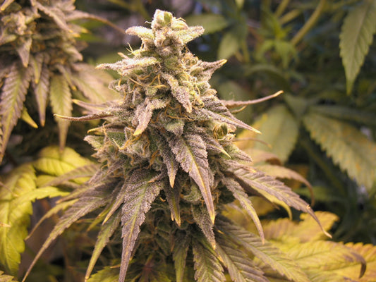 Dragons Breath seeds