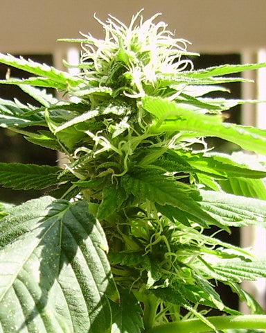 Ducksfoot marijuana seeds