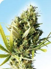 Durban single seeds