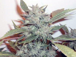 Durweiss marijuana seeds
