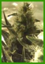 Karakoram Kush seeds