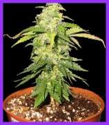 Little Red Ryder Hood seeds