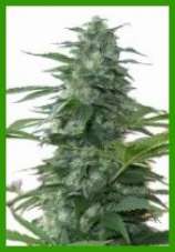 Melon collieherb marijuana seeds