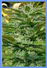 Indian Morning Haze seeds