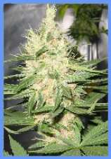 Mazar afghani marijuana seedschronic marijuana seeds